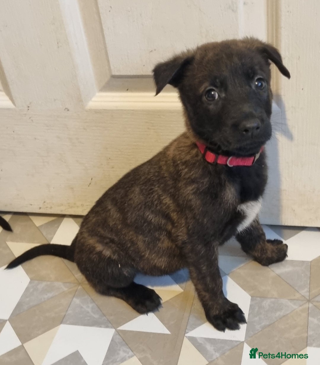 Belgian Shepherd Dog dogs for sale: READY TO GO Mother is Dutch Herder x Malinois  - Advert 24