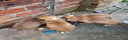 Mixed Breed dogs for sale: Bully manya pupy  - Advert 7