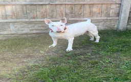 English Bull Terrier dogs for sale: English bull terrier  - Image 2