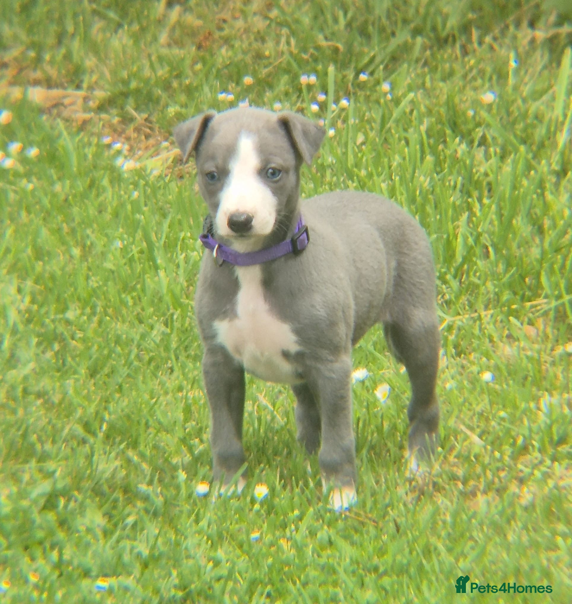 Whippet Puppy 7