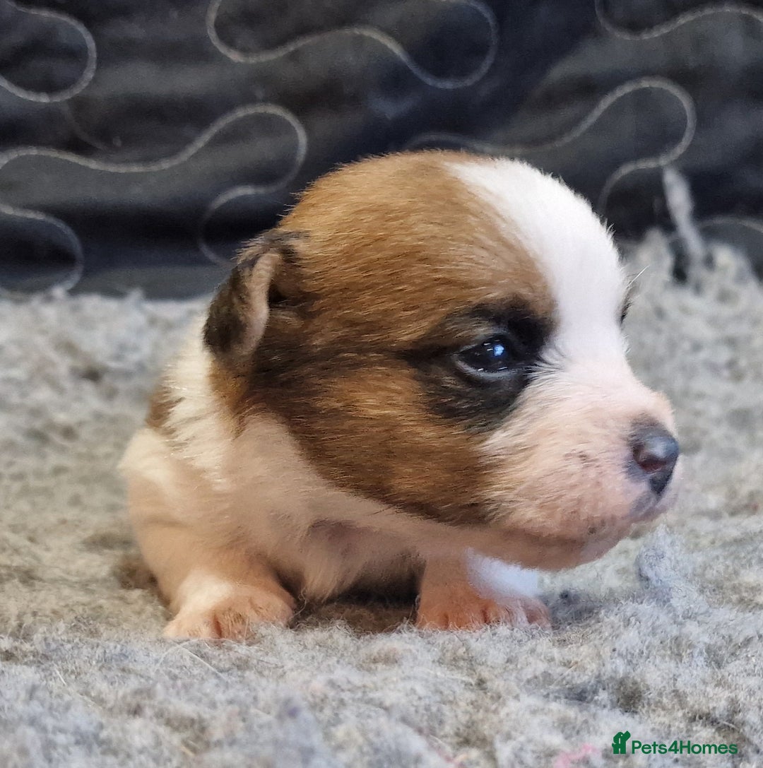 Jack Russell dogs for sale: kC Reg Jack Russell Pups, DNA Health Tested - Image 21