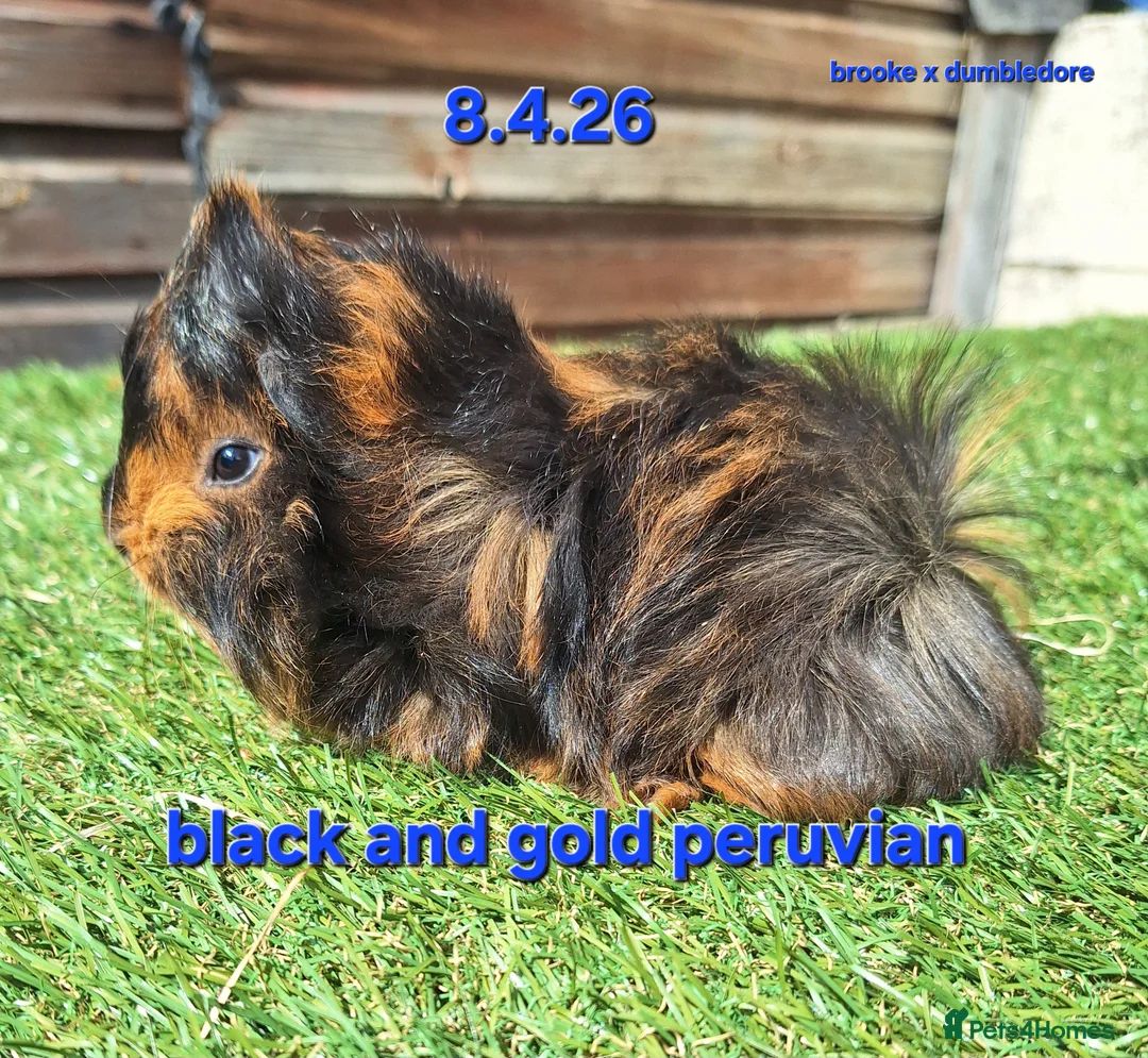 Guinea Pig rodents for sale: Fluffy baby boy male guinea pigs - Advert 2