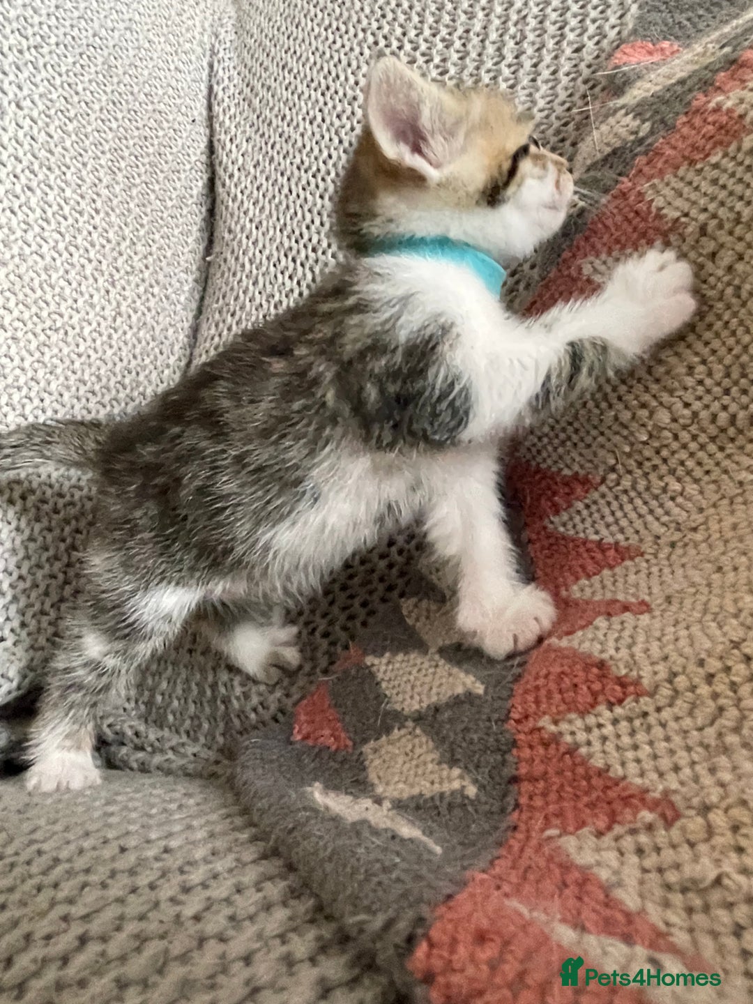 European cats for sale: Beautiful Tabby kittens  - Image 4