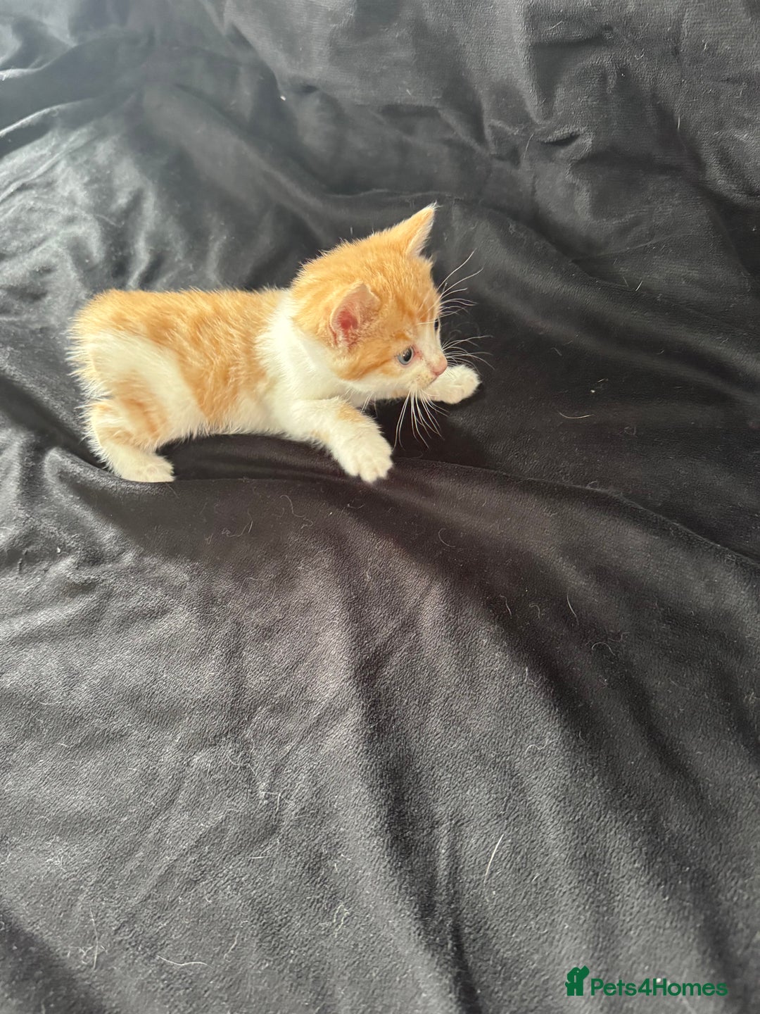 Mixed Breed cats for sale: 6 gorgeous kittens ready 14.09. 4 males, 2 females - Image 9