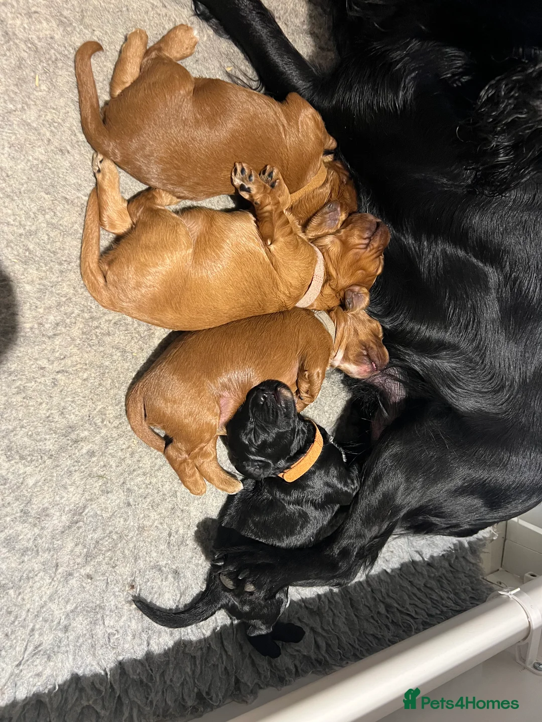 Cockapoo dogs for sale: Gorgeous F1 cockapoos🥰🥰 - Advert 6