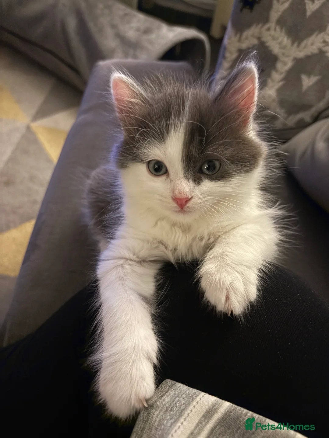 Mixed Breed cats for sale: Adorable kittens ready now - Advert 5