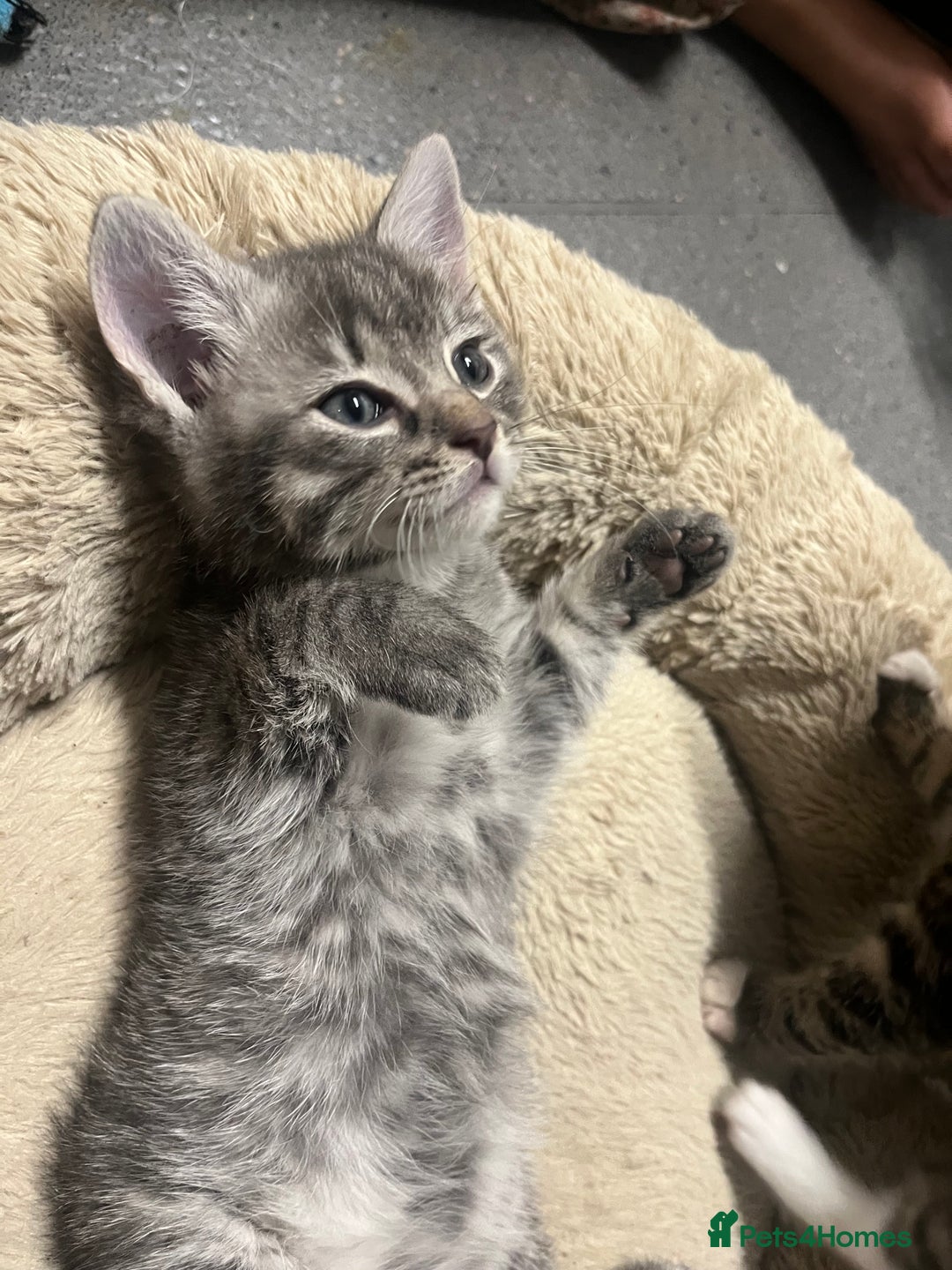 Mixed Breed cats for sale: 🐾 Stunning 9 week old blue eyed Kittens - Advert 15