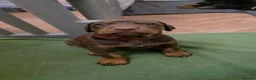 Dobermann dogs for sale: Pedigree Chunky Doberman Puppies - Advert 24