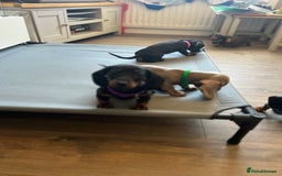 Miniature Dachshund dogs for sale: KC mini dachshund Black n Tan girl ready to home  - Image 29