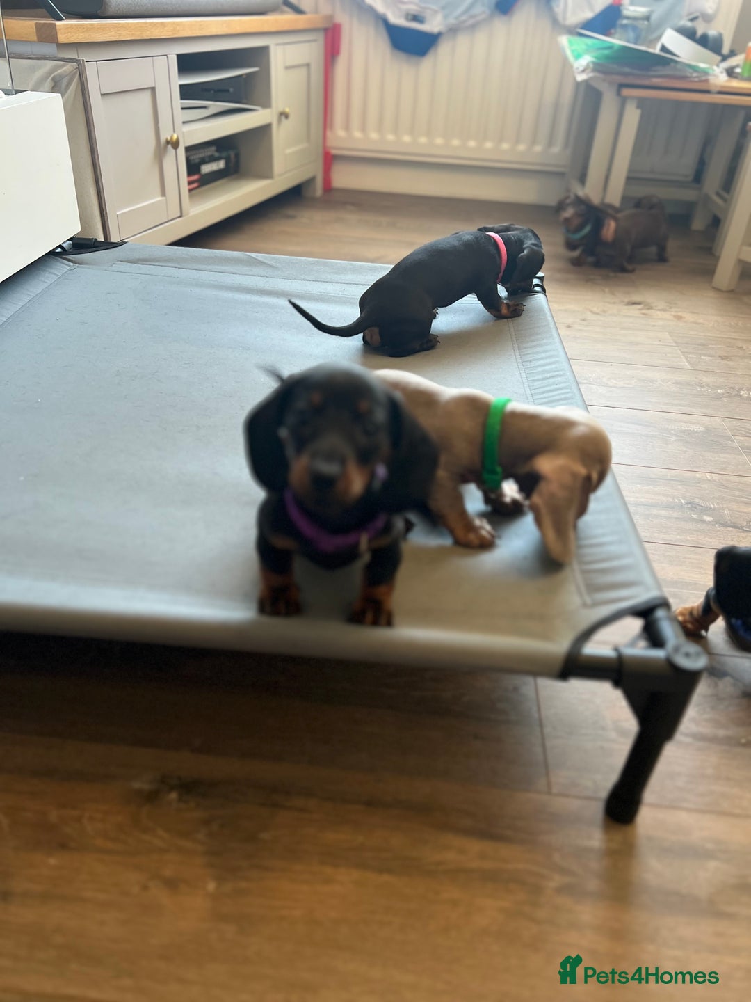 Miniature Dachshund dogs for sale: KC mini dachshund Black n Tan girl ready to home  - Image 29