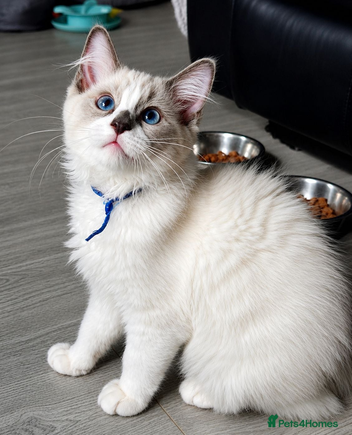 Ragdoll cats Gccf registered ragdoll kittens  - Advert 12