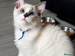 Ragdoll cats Gccf registered ragdoll kittens - Advert 3