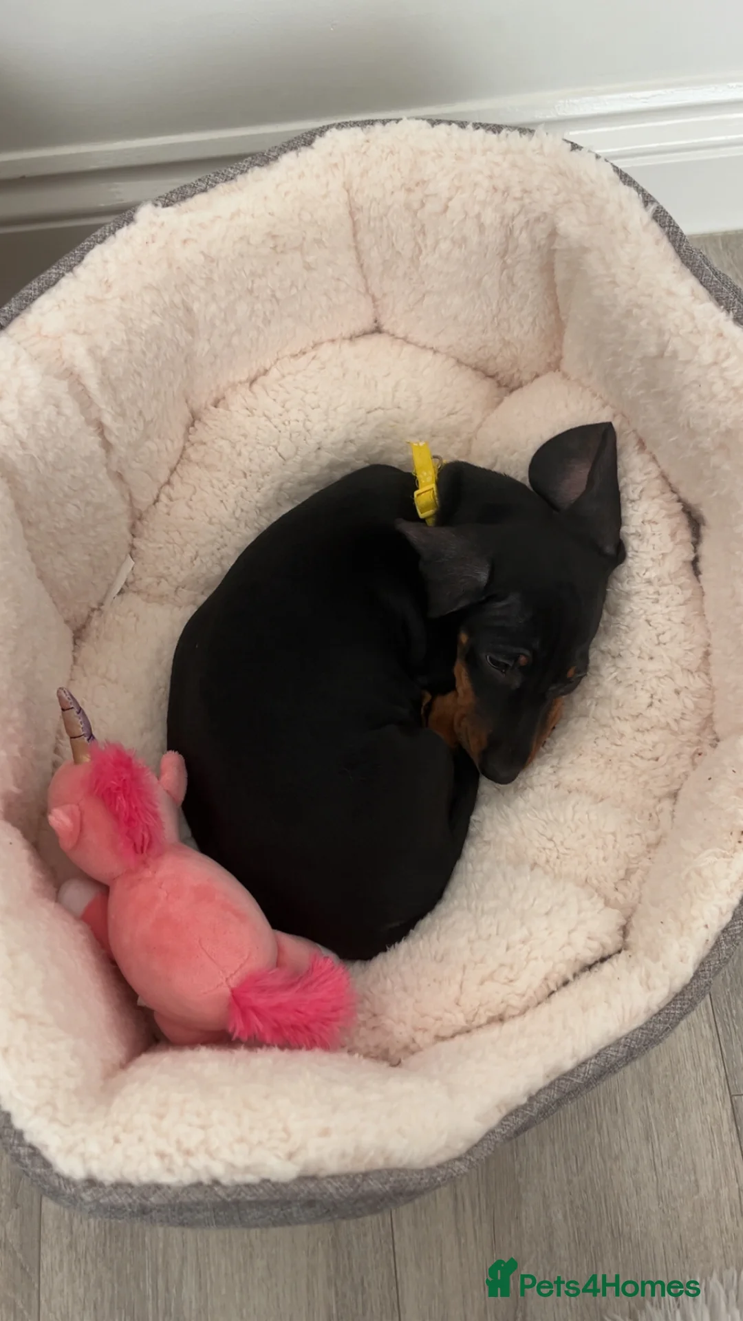 Dachshund dogs for sale: My dachshund puppy needs a new loving home - Advert 2
