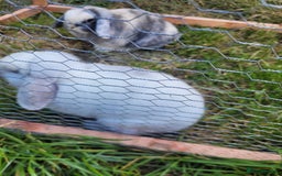 Mini Lop rabbits for sale: SALT AND PEPPER ARE FOR SALE - Image 2