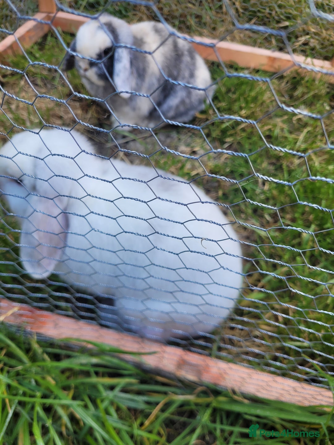 Mini Lop rabbits for sale: SALT AND PEPPER ARE FOR SALE - Image 2