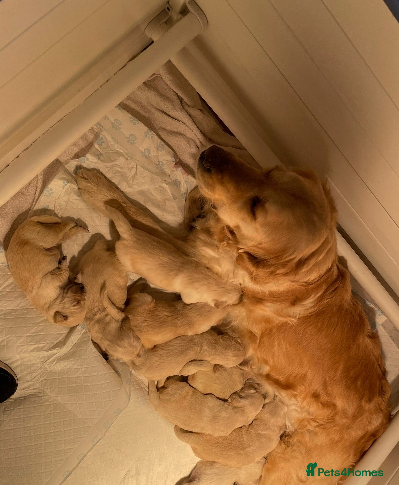 Golden Retriever dogs Beautiful Golden Retriever Puppies - Advert 1