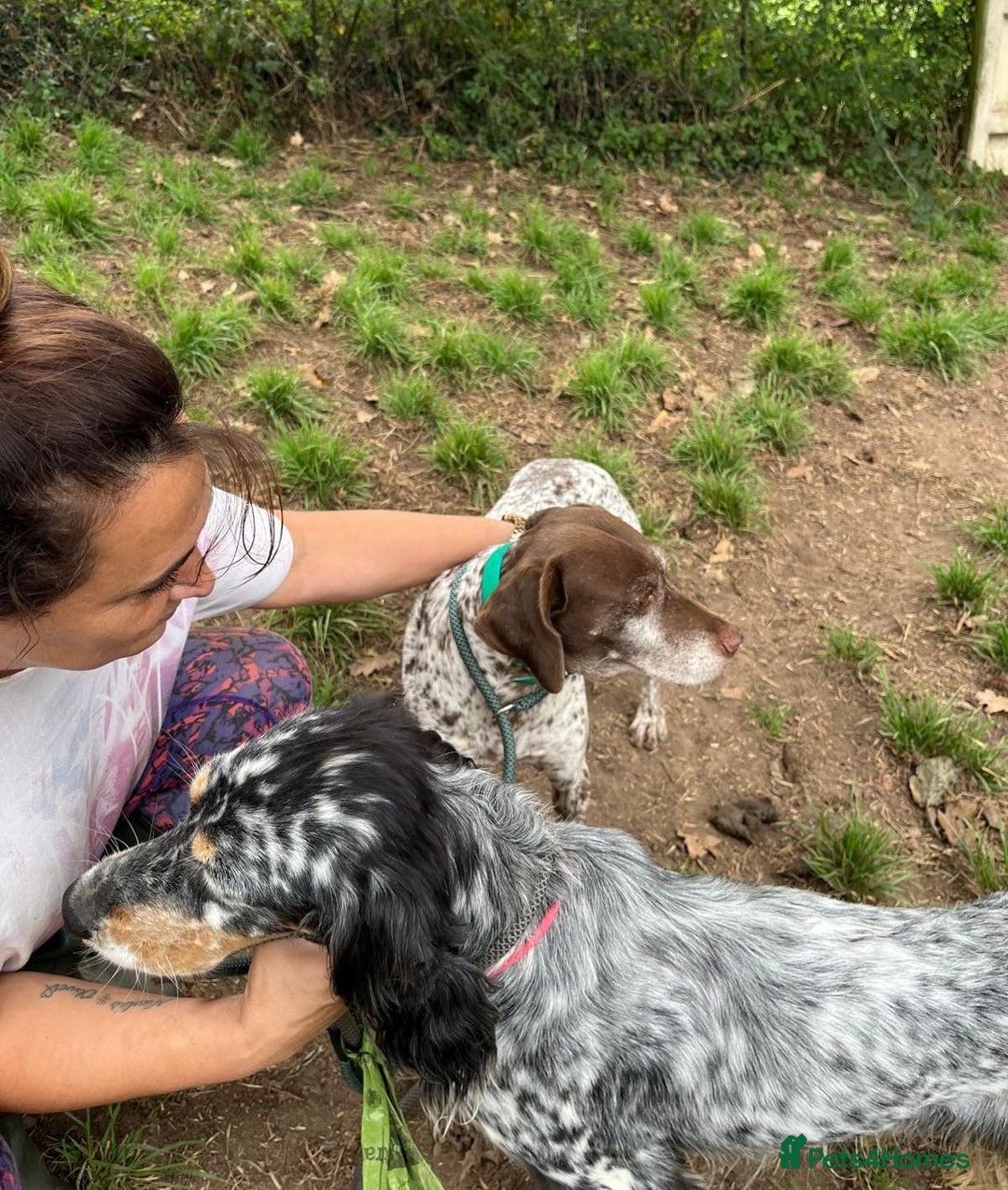 English Setter dogs for adoption: Whisky - Image 6