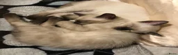 Siamese cats for sale: Blue-Eyed Bundles of Pure Cuteness–Siamese Kittens in Birmingham - Advert 12