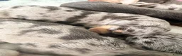 Dachshund dogs for sale: 6 beautiful dachshund boys in Telford - Advert 8