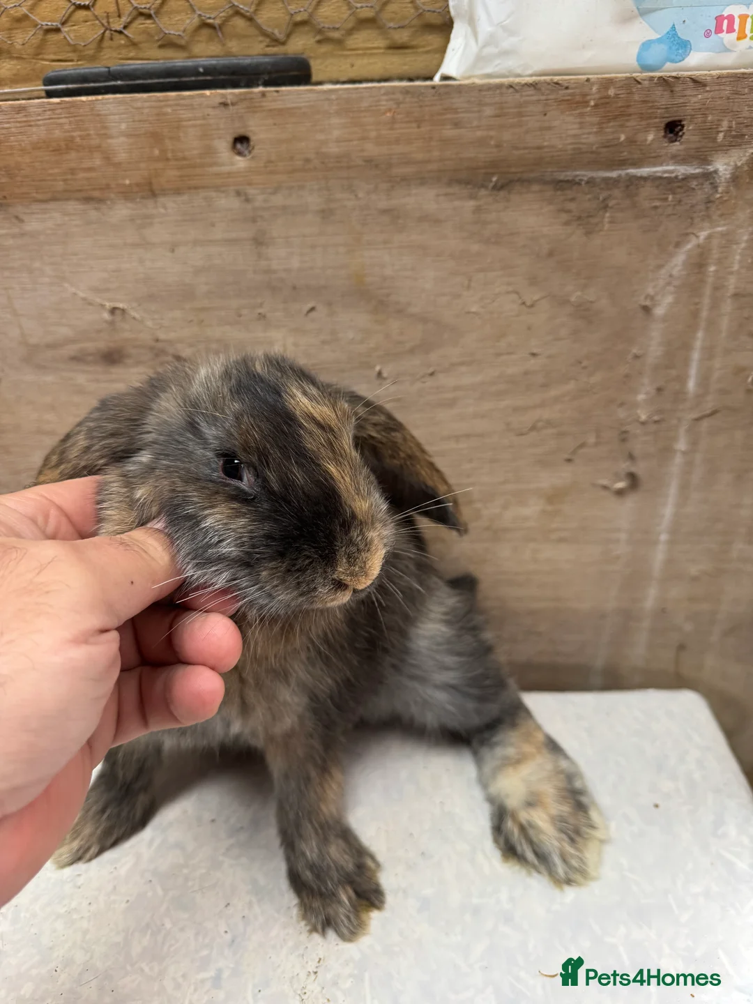 Mixed Breed rabbits for sale: 1 beautiful little Rabbit very friendly - Advert 1
