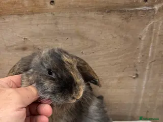 Mixed Breed rabbits 1 beautiful little Rabbit very friendly - Advert 2