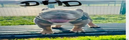 English Bulldog dogs for sale:  Stunning English bulldog puppies in Portsmouth - Advert 2