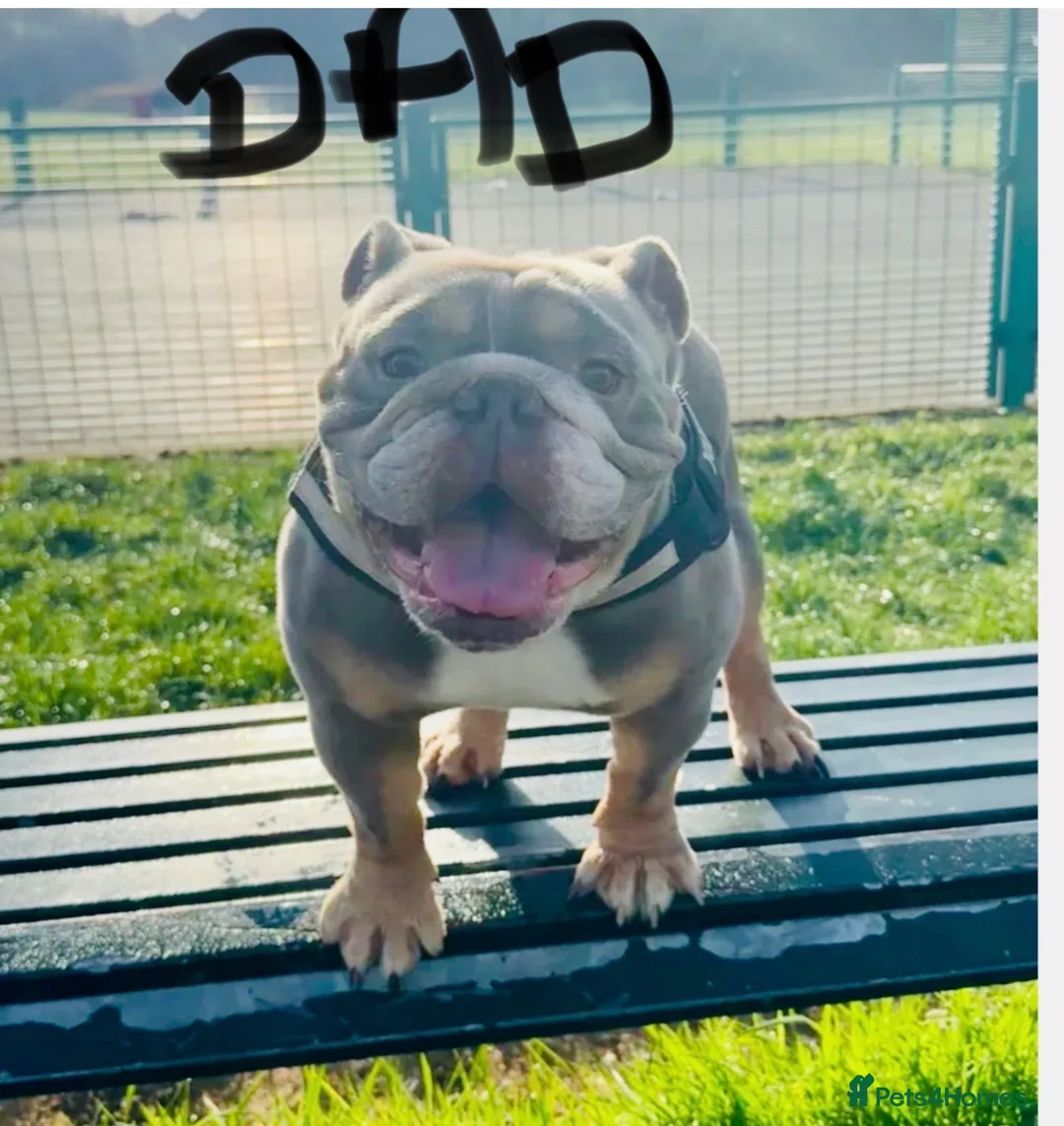 English Bulldog dogs for sale:  Stunning English bulldog puppies in Portsmouth - Advert 2