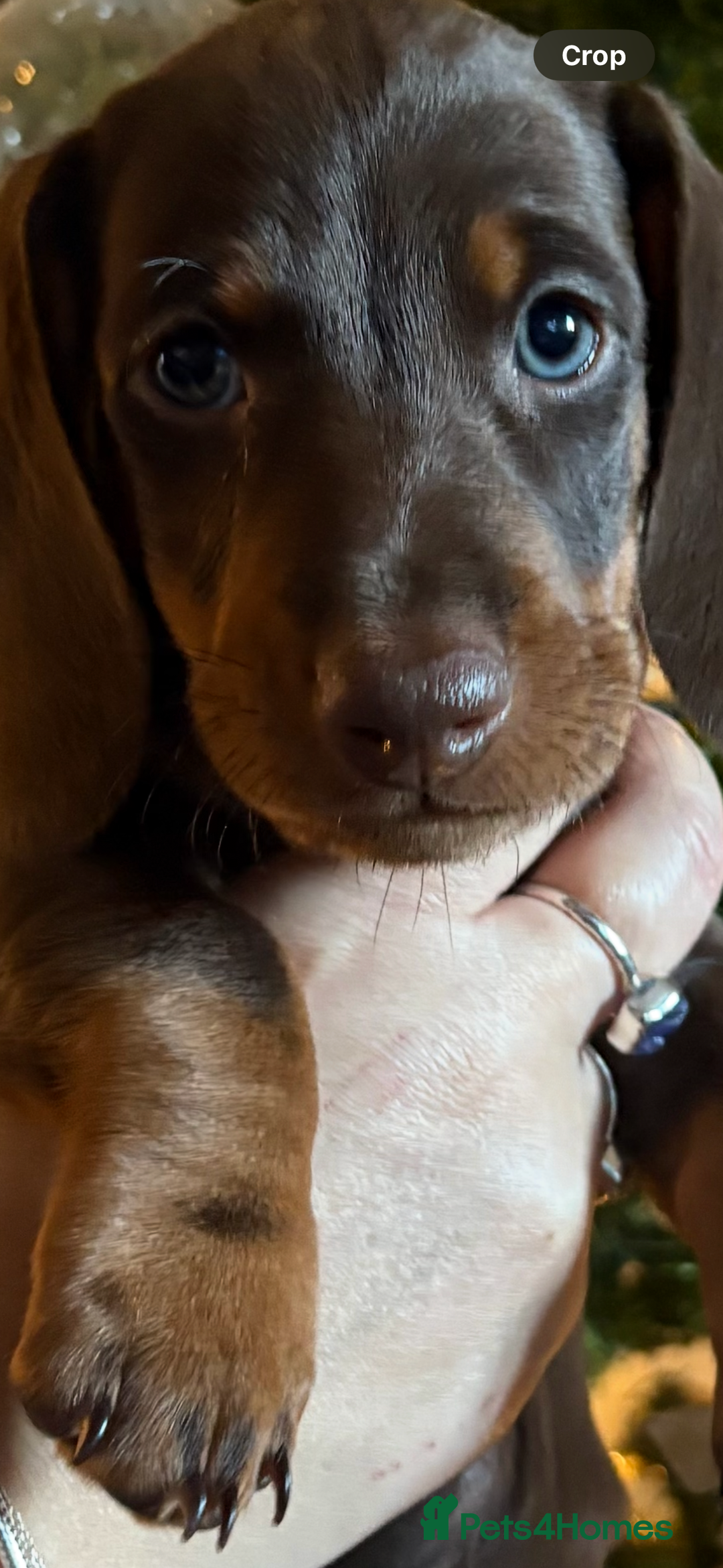 Dachshund dogs for sale: Standard dachshund puppies - Advert 6