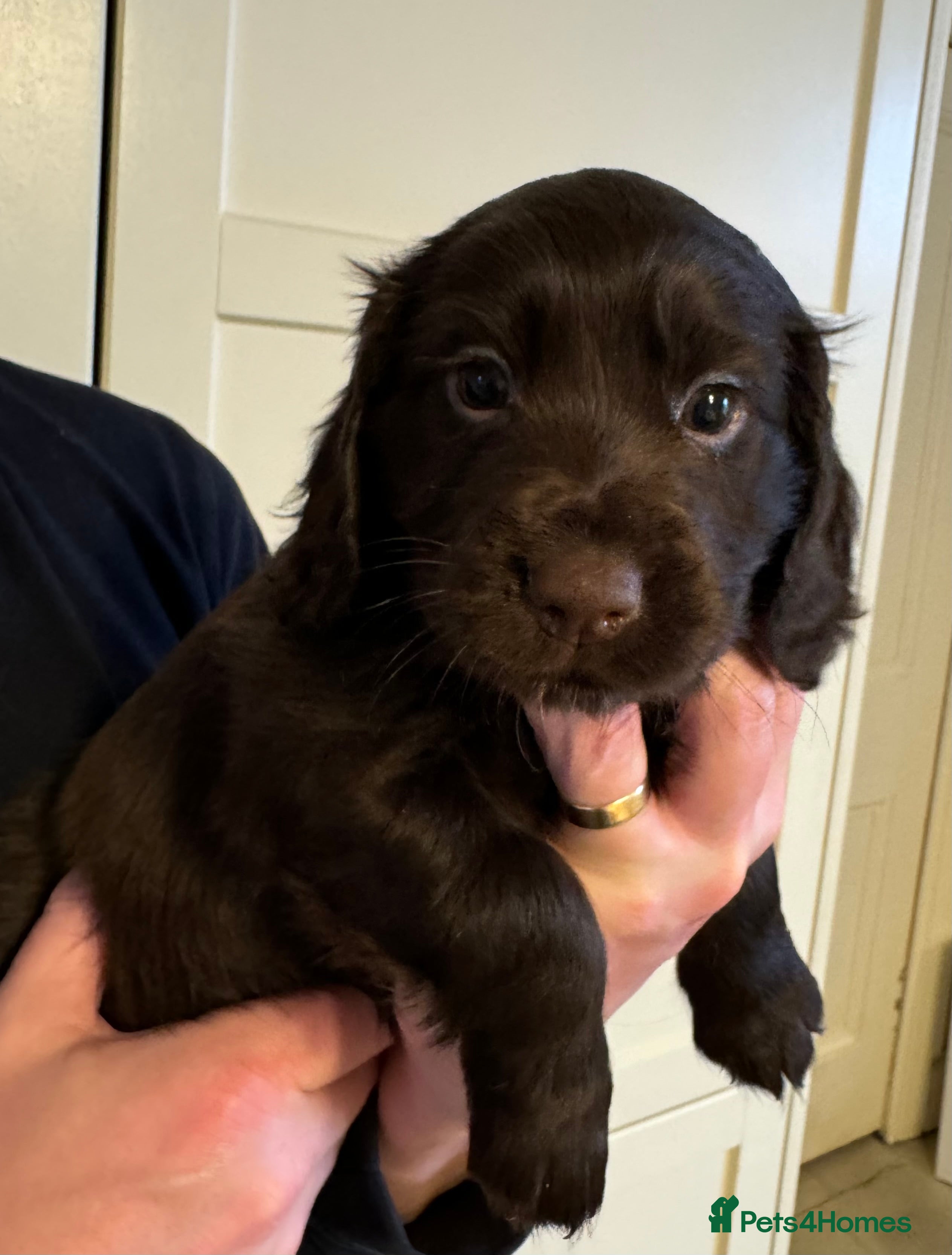 Cocker Spaniel dogs KC Cocker spaniel puppies chocolate brown - Advert 3