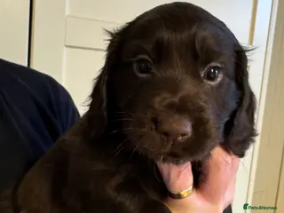 Cocker Spaniel dogs KC Cocker spaniel puppies chocolate brown - Advert 3