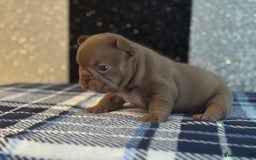 French Bulldog dogs for sale: Beautiful litter of 4 - Image 4