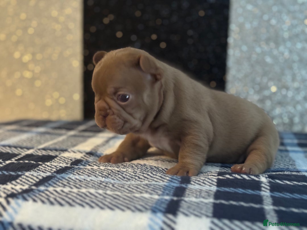 French Bulldog dogs for sale: Beautiful litter of 4 - Image 4