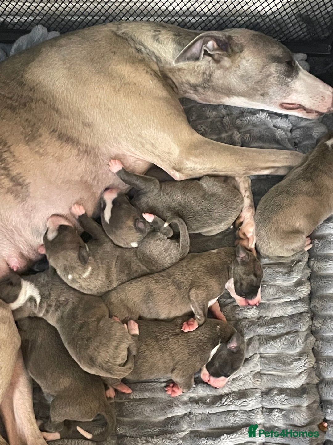 Whippet dogs for sale: 2 dog pups  - Advert 5