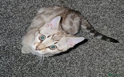 Bengal cats for sale: Show Quality Silver Snow Bengal Boy - Image 2