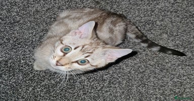 Bengal cats - Advert 10