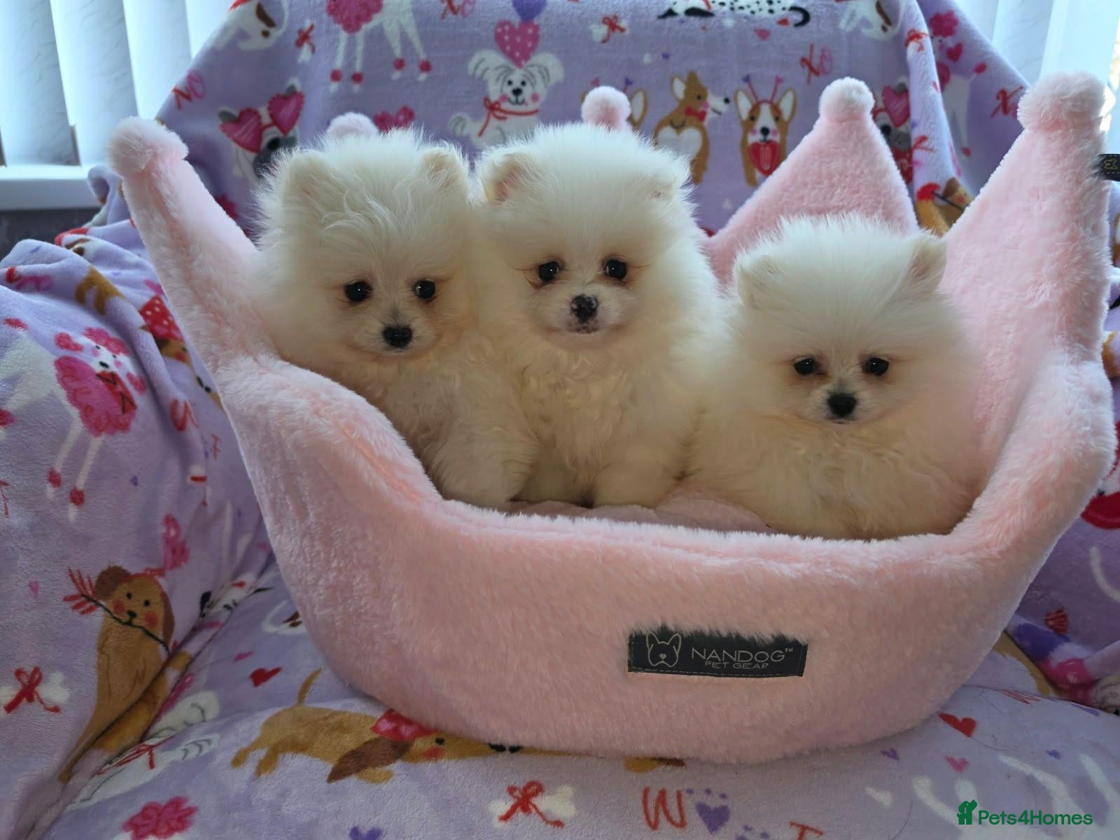 Pomeranian dogs for sale: 3 gorgeous, small white Pomeranians ready now!! - Advert 1