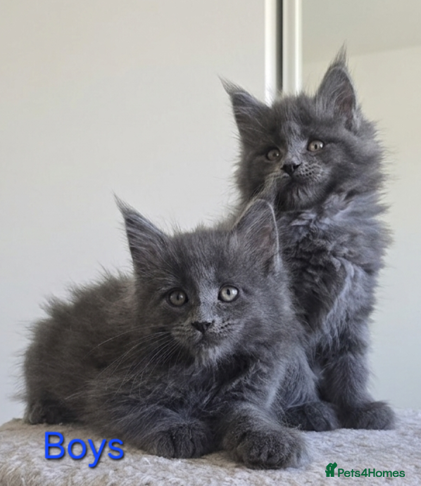 Maine Coon cats Maine Coon Kitten ready - Advert 15
