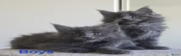 Maine Coon cats for sale: Maine Coon Kitten ready - Advert 2