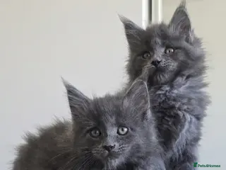 Maine Coon cats Maine Coon Kitten ready - Advert 15