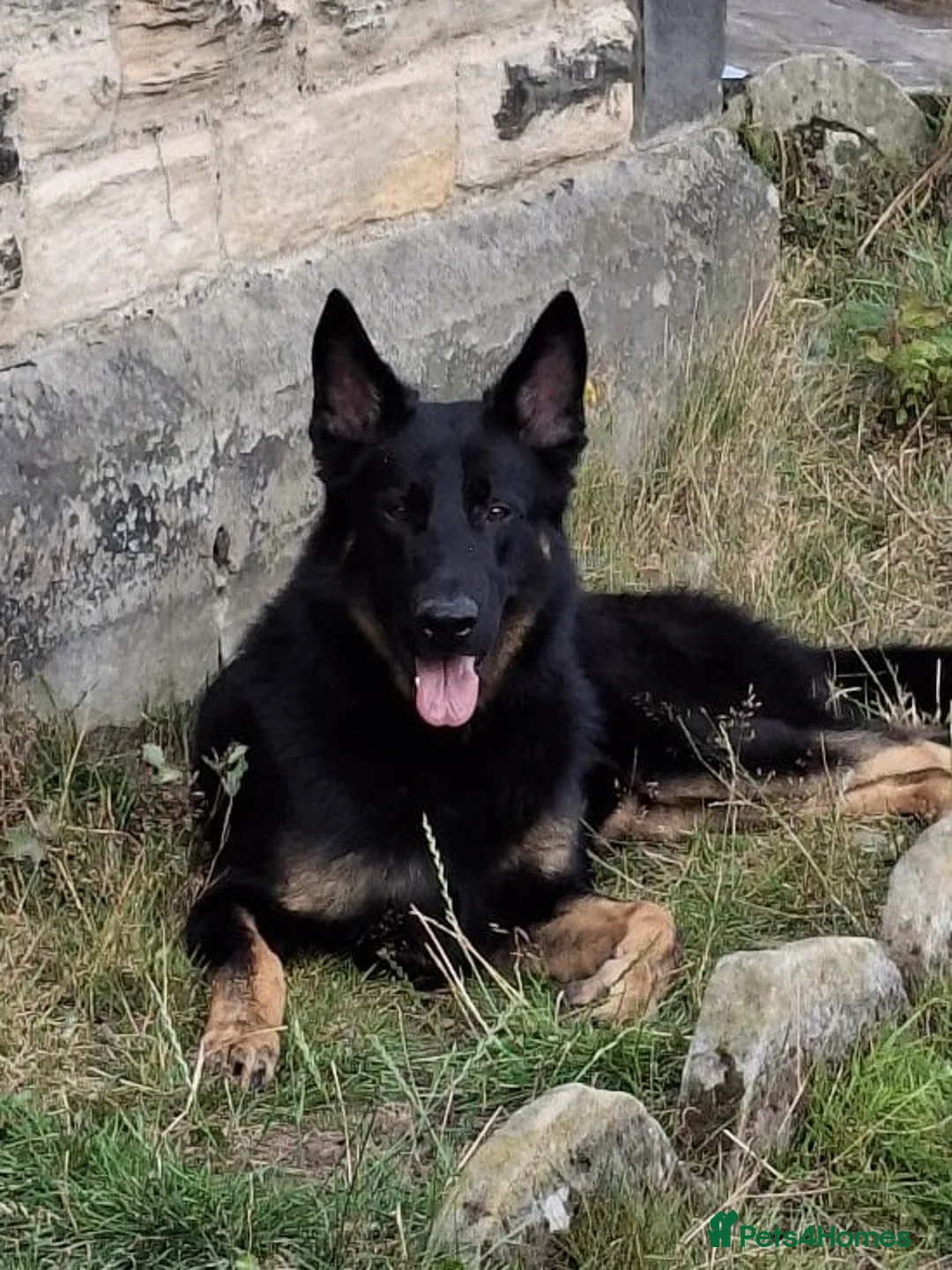 German Shepherd dogs for sale: KC Reg Stunning Working Line German Shepherd Pups - Advert 2