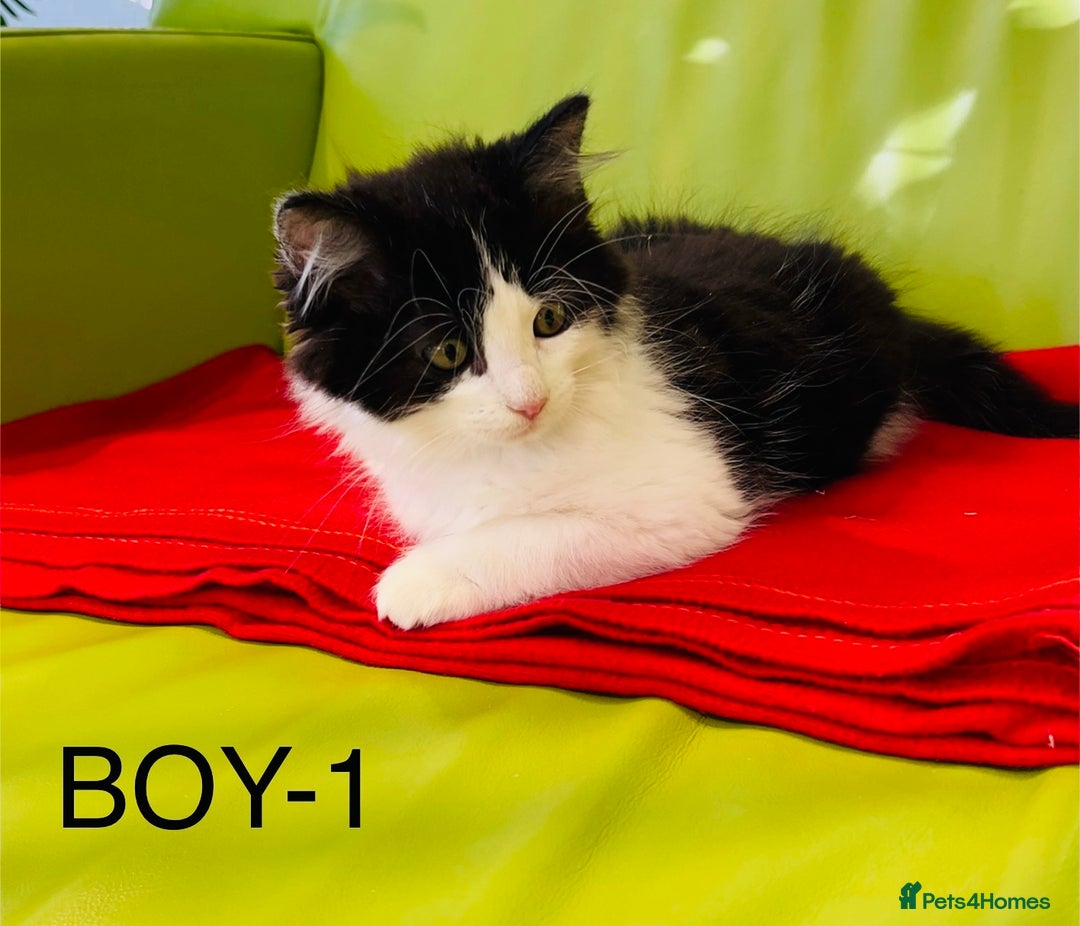 Mixed Breed cats for sale: Beautiful ,clever ,healthy village Kittens - Image 6