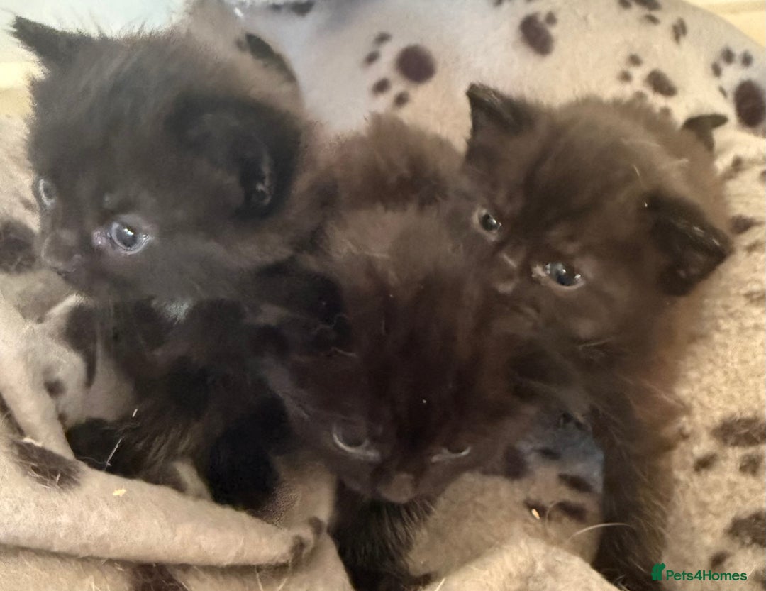 British Shorthair cats for sale: Black magical kittens - Advert 8