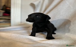 Labrador Retriever dogs for sale: Black Labradors for sale⭐️⭐️⭐️ - Image 5