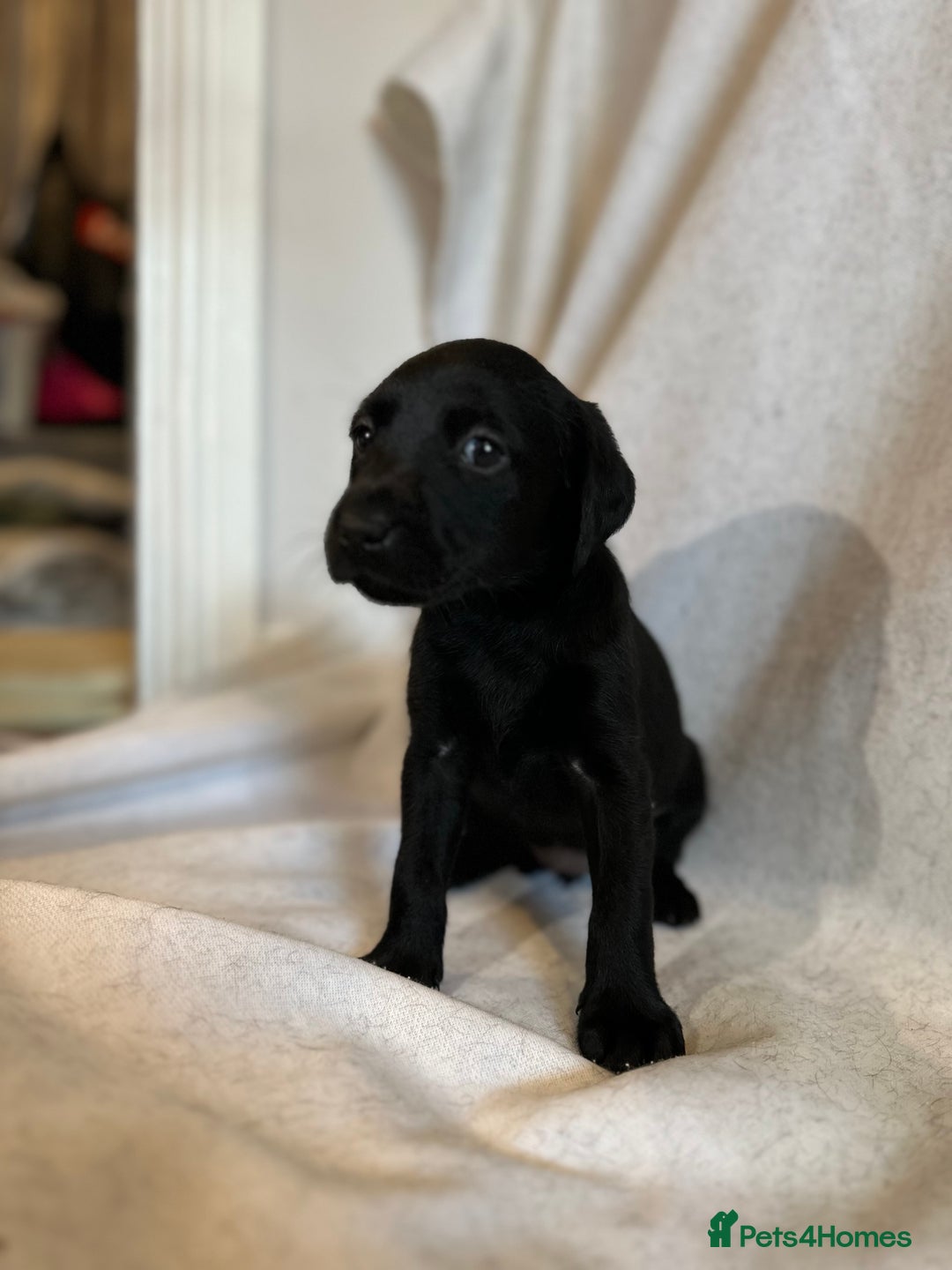 Labrador Retriever dogs for sale: Black Labradors for sale⭐️⭐️⭐️ - Image 5