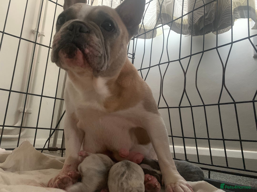 French Bulldog dogs for sale: French bulldog puppies with blue and merle  - Image 2