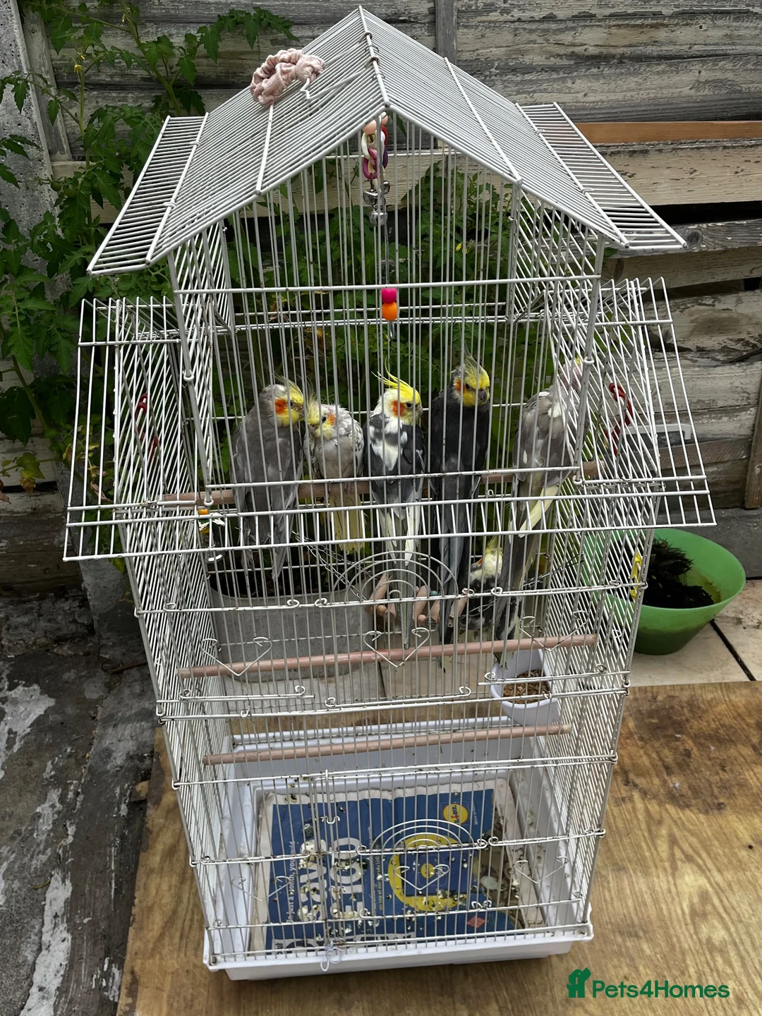 Cockatiels birds for sale: URGENT Mixed Litter Cockatiels - Advert 2