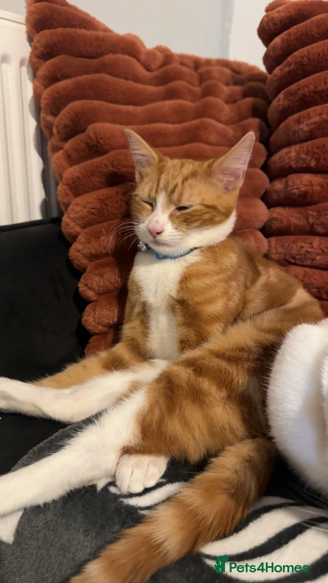 Mixed Breed cats for sale: 2x ginger kittens for sale - Advert 14