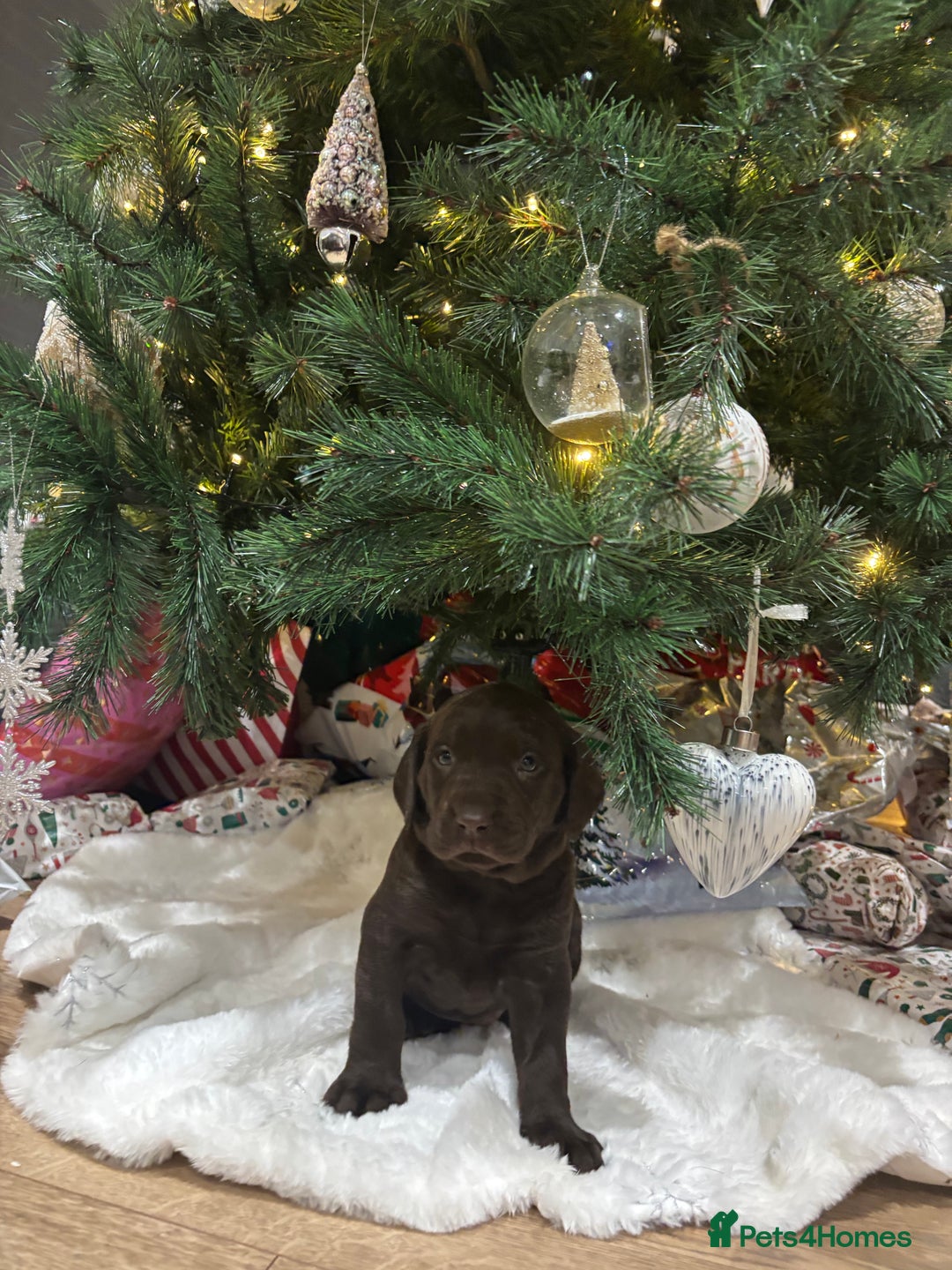 Springador dogs for sale: Springador Puppies - Advert 9