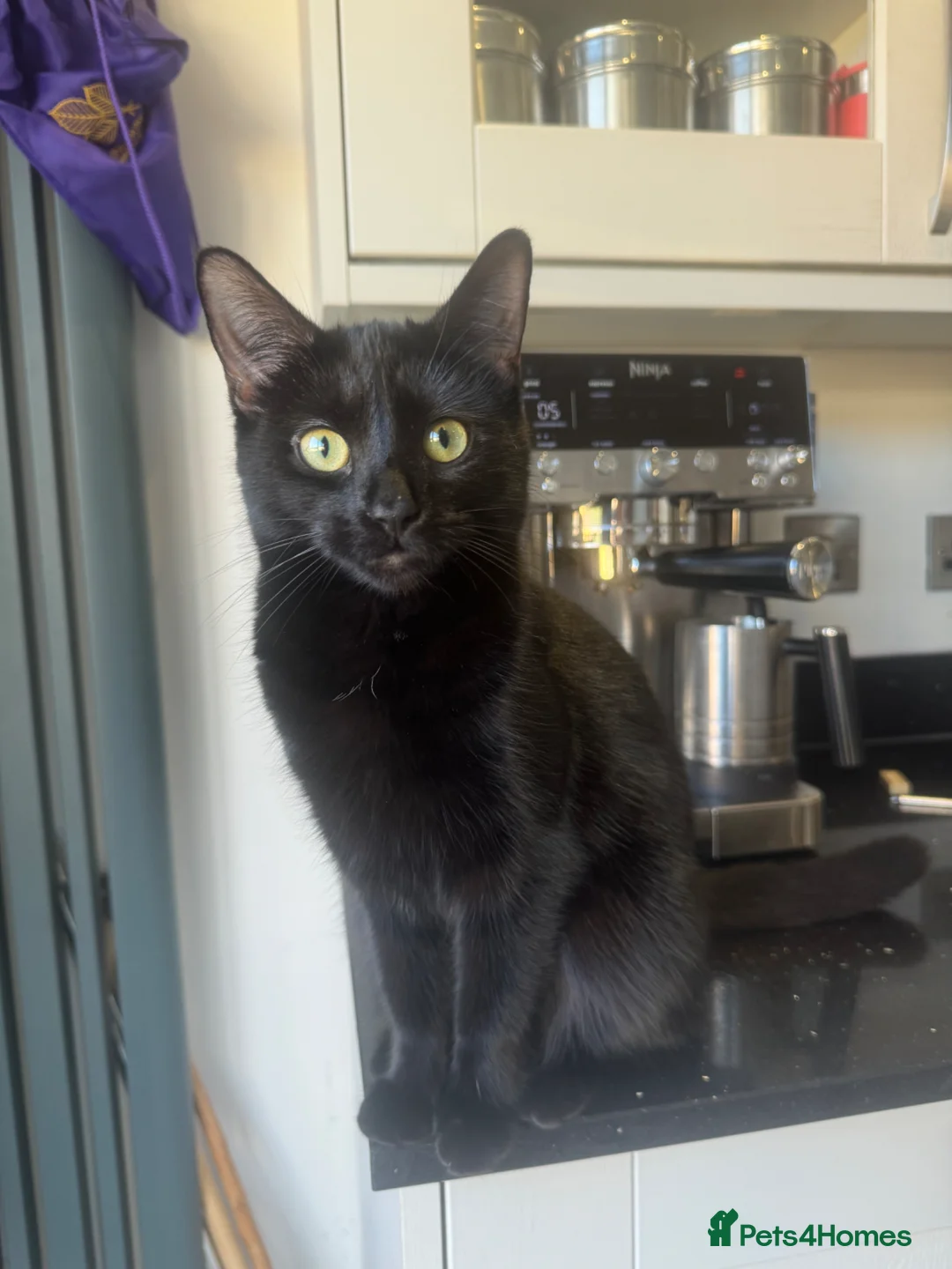 Mixed Breed cats for sale: Mixed breed kittens for sale  in Eastleigh - Advert 10