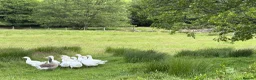 Geese poultry for sale: Goslings Geese for sale in Llanidloes - Advert 4